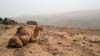 12 Seated camel surveys his domain